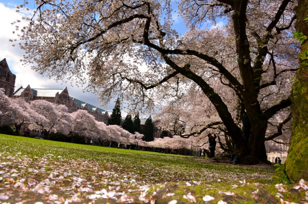The Quad's Cherry Blossoms [Photo by Valeria Koulikova]
